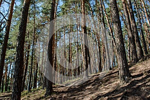 Beautiful hill with pine trees in the forest