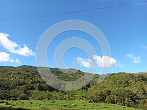 beautiful hills with expanses of rice fields that blend green together