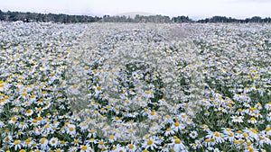 A beautiful hilly field of blooming white chamomile, in the distance the green edge of the forest and a bright summer sky.