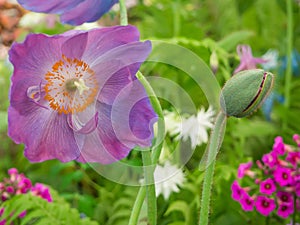 Beautiful Himalayan Blue Poppy Meconopsis flower and a bud in the garden against soft-focused variegated background.