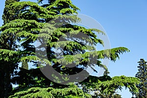 Beautiful Himalayan Cedar Cedrus Deodara, Deodar Cedar growing on the Black Sea coast in city Tuapse