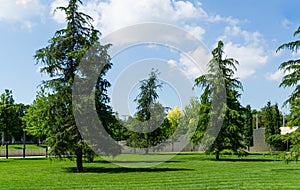 Beautiful Himalayan cedar Cedrus Deodara, Deodar on lush green lawn in public landscape city Park Krasnodar