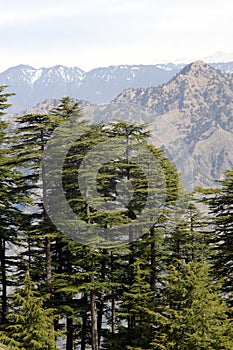 Beautiful Himalayan Devdar Tree in valley