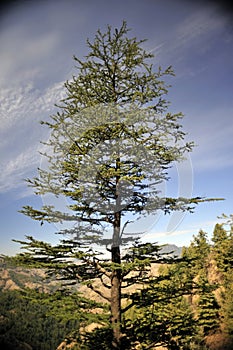 Beautiful Himalayan Devdar Tree in valley