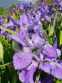 Beautiful Himalayan Flowers