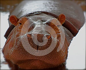 Beautiful Hippopotamus