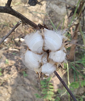 A beautiful hite cotton with bluured background