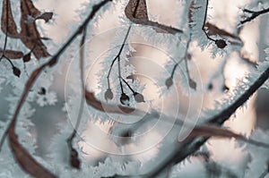 Beautiful hoarfrost on linden branch. Macro shot