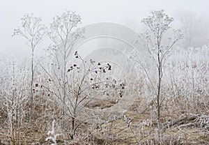 Beautiful hoarfrost on the rapeseed and bush branches with white fog.