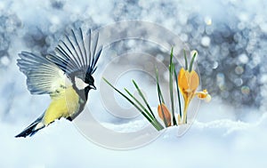 Beautiful holiday card with bird tit flew widely spreading its wings to the first delicate yellow flowers crocuses making their