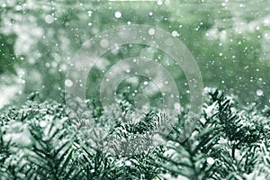 Beautiful Holiday Season Winter Christmas Cold White Falling Snow and Snowflakes Texture with Blue Green Evergreen Fir Tree Branch