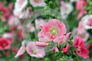 Beautiful hollyhock flower or althaea