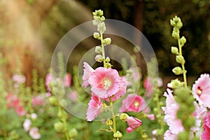 Beautiful hollyhock flower or althaea flower