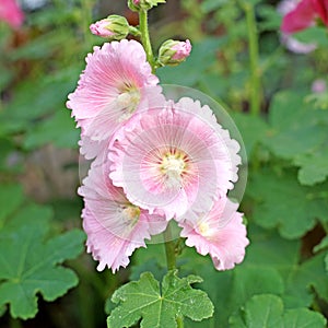 Beautiful hollyhock flower or althaea flower