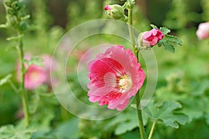 Beautiful hollyhock flower or althaea flower