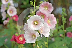 Beautiful hollyhock flower or althaea flower