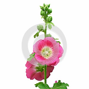 Beautiful hollyhock flower or althaea flower