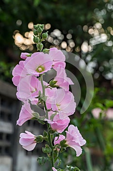Beautiful hollyhock flower in garden. Pink malva Silvestris. Mallow. Vervain mallow or hollyhock mallow in summer.