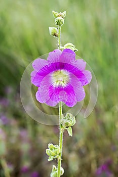 Beautiful hollyhock flowers /Althaea officinalis/ in