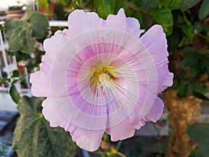 Beautiful hollyhock flowers /Althaea officinalis/ in