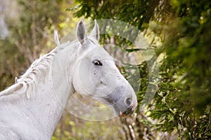 Beautiful holstein grey stallion horse on green forest background