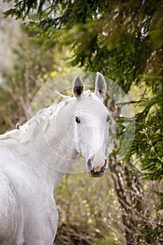 Beautiful holstein grey stallion horse on green forest background