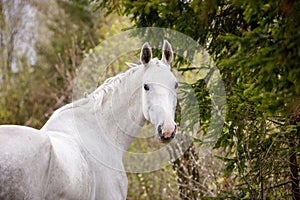 Beautiful holstein grey stallion horse on green forest background