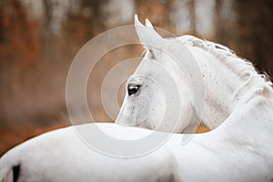 Beautiful holstein grey stallion horse on red forest background