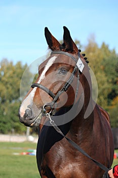 Beautiful holsteiner brown horse portrait