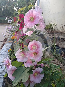 Beautiful Holyhock in the garden