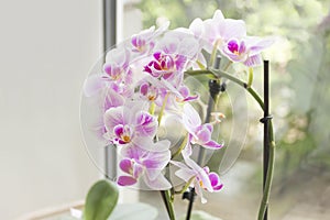 Beautiful home bouquet of Thailand Orchid in the interior. Orchids on the window. Vibrant tropical purple and white orchid flower,
