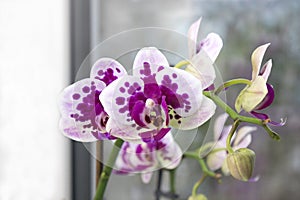 Beautiful home bouquet of Thailand Orchid in the interior. Selective soft focus. Vibrant tropical purple and white orchid flower,