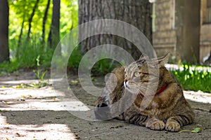 A beautiful home cat lies on the ground and rests under a tree