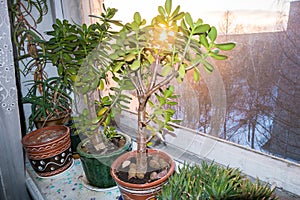 Beautiful home plant money tree- CrÃÂ¡ssula