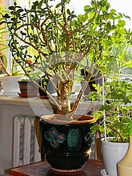 Beautiful home plant money tree- CrÃ¡ssula