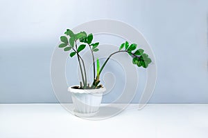 Beautiful home plant Zamioculcos with young shoots in a white flowerpot. Concept of care and cultivation of houseplants. Gray and