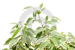 Beautiful homemade flower with green leaves of Benjamin Ficus on a white background, isolate, variegation