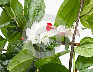 Beautiful homemade flower with green leaves clerodendrum thomsoniae on a white background, isolate, variegation