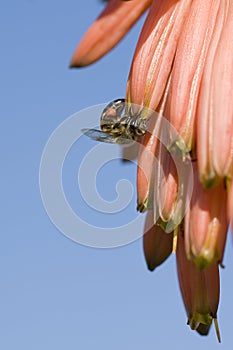 Beautiful honey bee on a aloe vera flower