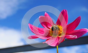 Beautiful honey bee extracting nectar from dahlia flower on blue sky with clouds background in the morning sun.