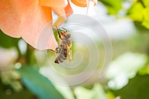 Beautiful honey bee extracting nectar from rose flower with buds on green leaves background in the morning sun close up.