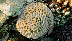 Favites abdita Honeycomb coral