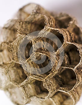 Honeycomb wasp macro photography in Spain