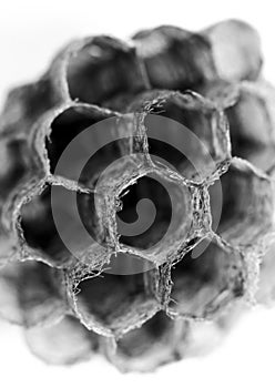 Honeycomb wasp macro photography in Spain
