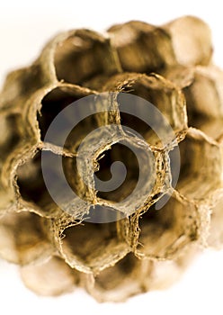 Honeycomb wasp macro photography in Spain