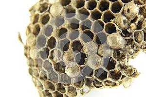 Honeycomb wasp macro photography in Spain