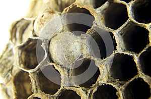 Honeycomb wasp macro photography in Spain