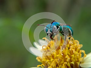 beautiful hony gathering bee