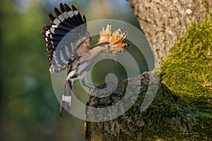 Beautiful hoopoe bird Upupa epops with colorful feather crown and with spread wings flying to its nest in the tree