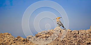 Beautiful Hoopoe captured sitting on a pile of sand